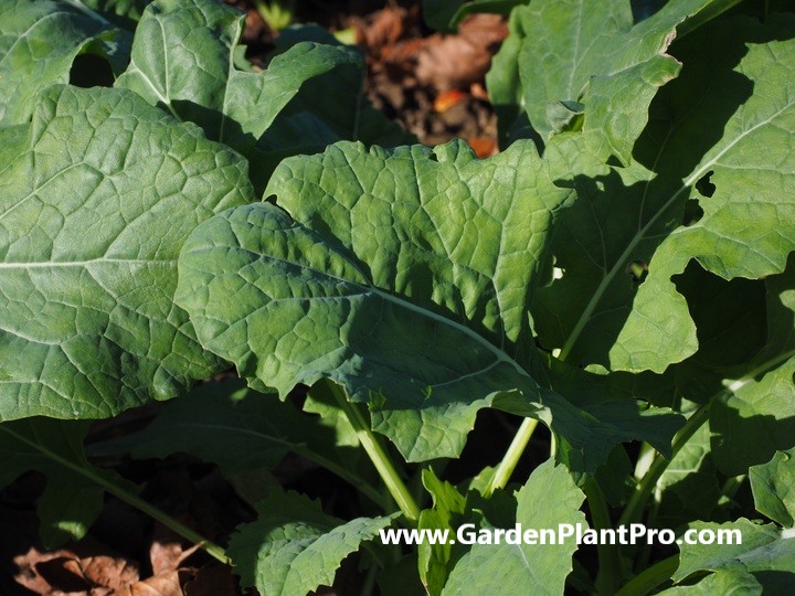 How To Grow And Harvest Nutrient Packed Collard Greens