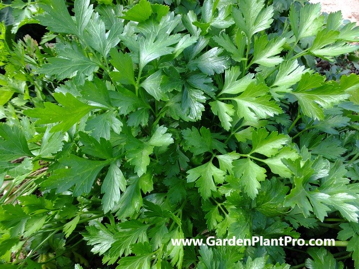 How To Grow Parsley In Your Herb Garden