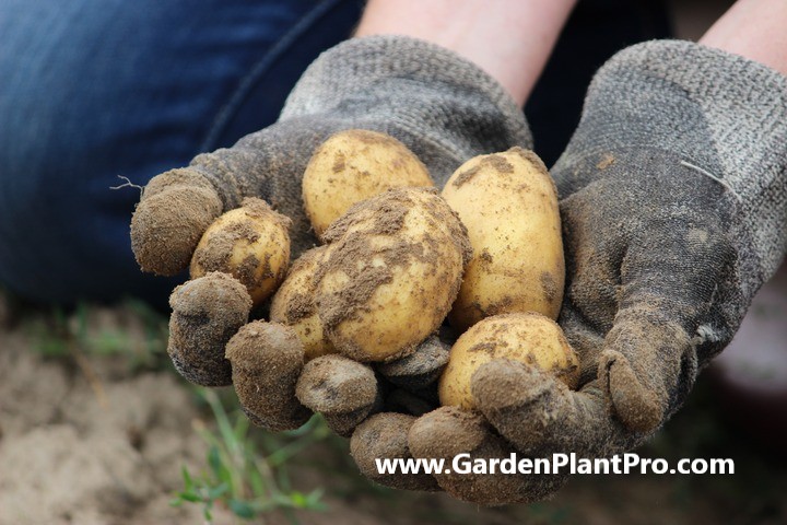 How To Grow Potatoes In Your Vegetable Garden
