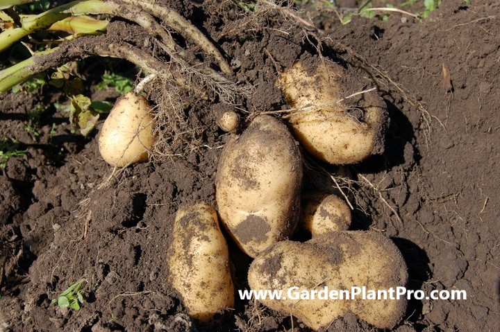 How To Grow Potatoes In Your Vegetable Garden