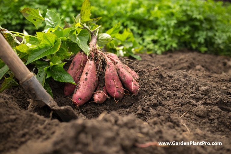 How To Grow & Harvest Yams In Your Backyard Veggie Garden